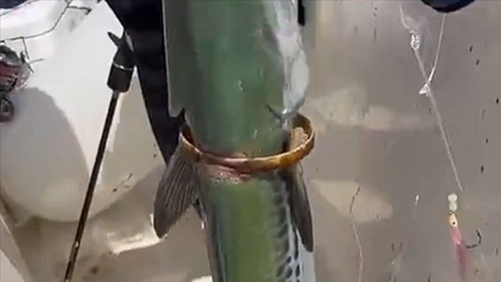 男子海釣上鉤魚身竟套著金鐲子。