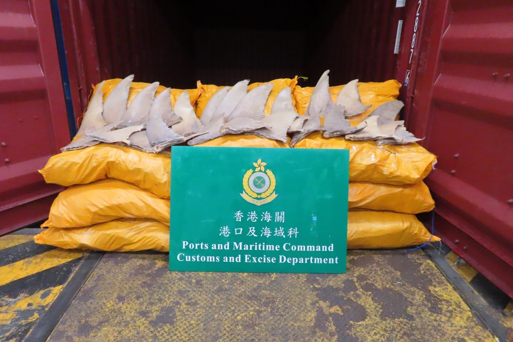 檢獲的部分懷疑受管制犁頭鰩乾魚翅。 檢獲的部分懷疑受管制犁頭鰩乾魚翅。