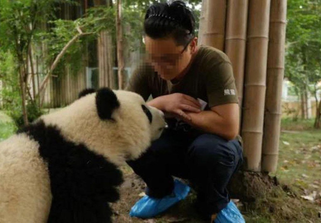 一名在港女生指控大熊貓飼養員騙色致懷孕。