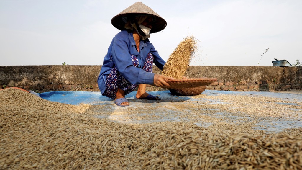 越南河內的農民正在收割水稻。 路透社資料圖