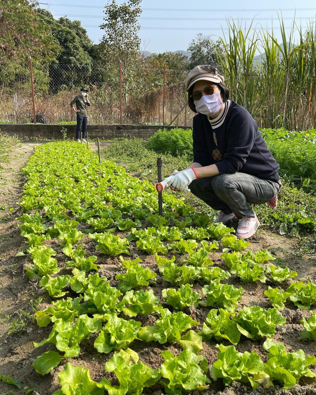 汪明荃親自挑選蘿蔔。