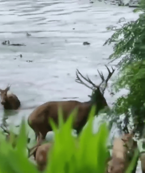 麋鹿群上岸避洪水。