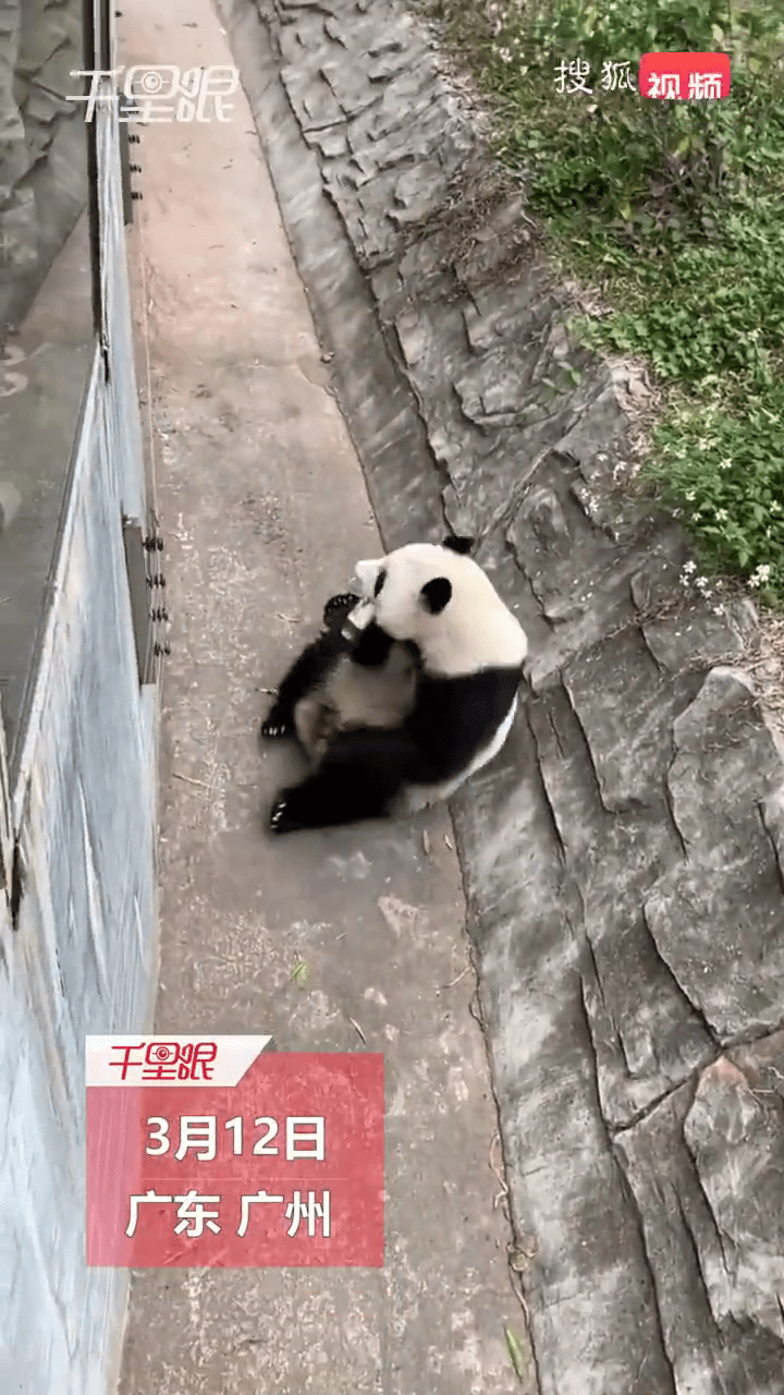 大熊猫雅一用口咬开饮料。