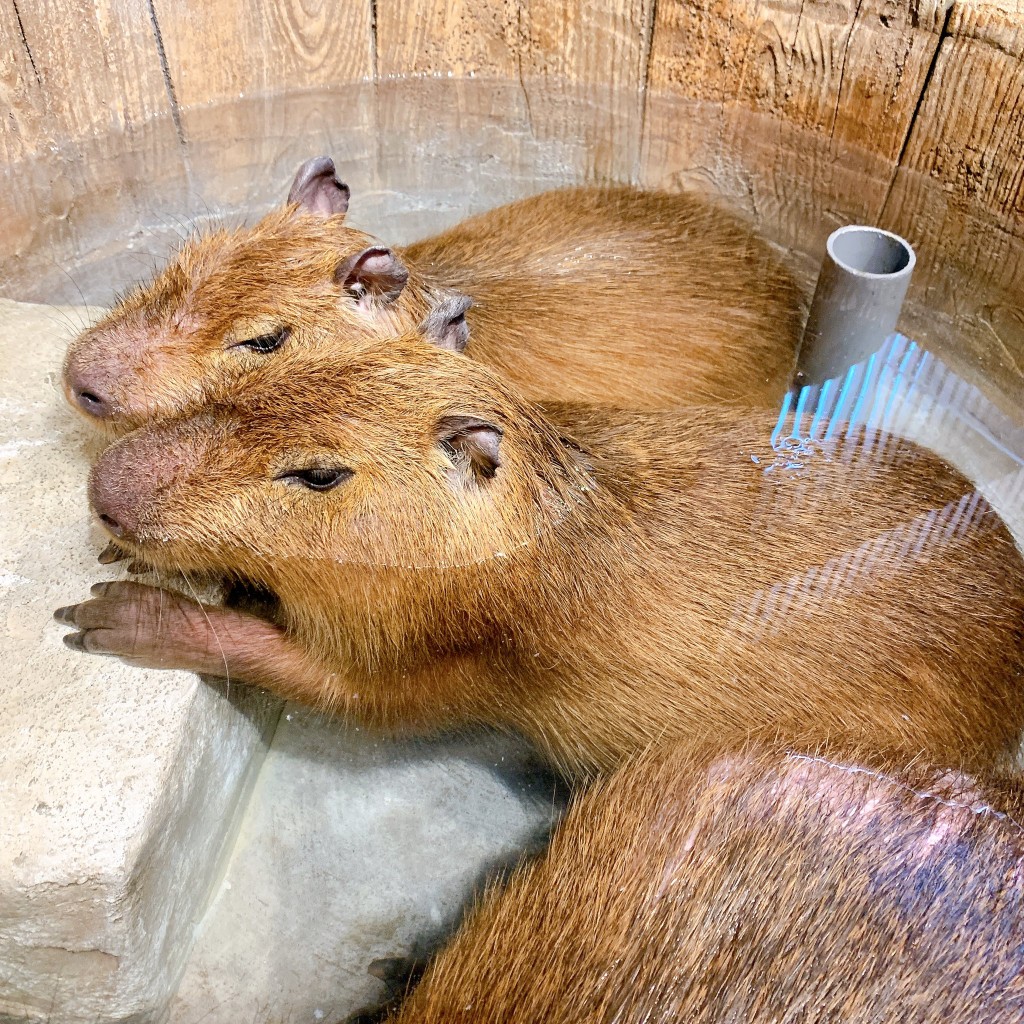 「日光猴子軍團」的水豚享受溫泉浴。   facebook