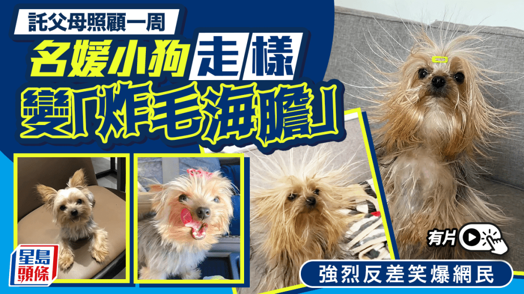 小狗託父母養一周大走樣 精緻名媛慘變「炸毛海膽」網民笑爆｜有片