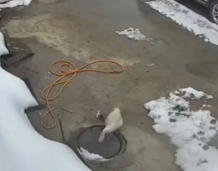 大鵝在家中被活動井蓋「吞」入井內。抖音