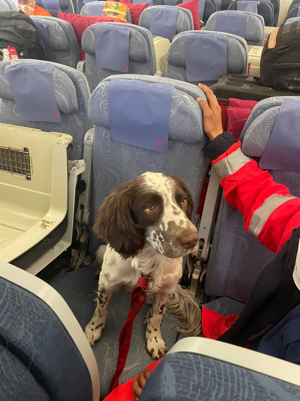 搜救犬Umi乘搭航機感到十分興奮。