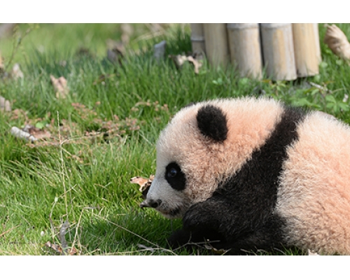 大熊貓寶寶「花生」是其中一隻去世熊貓。