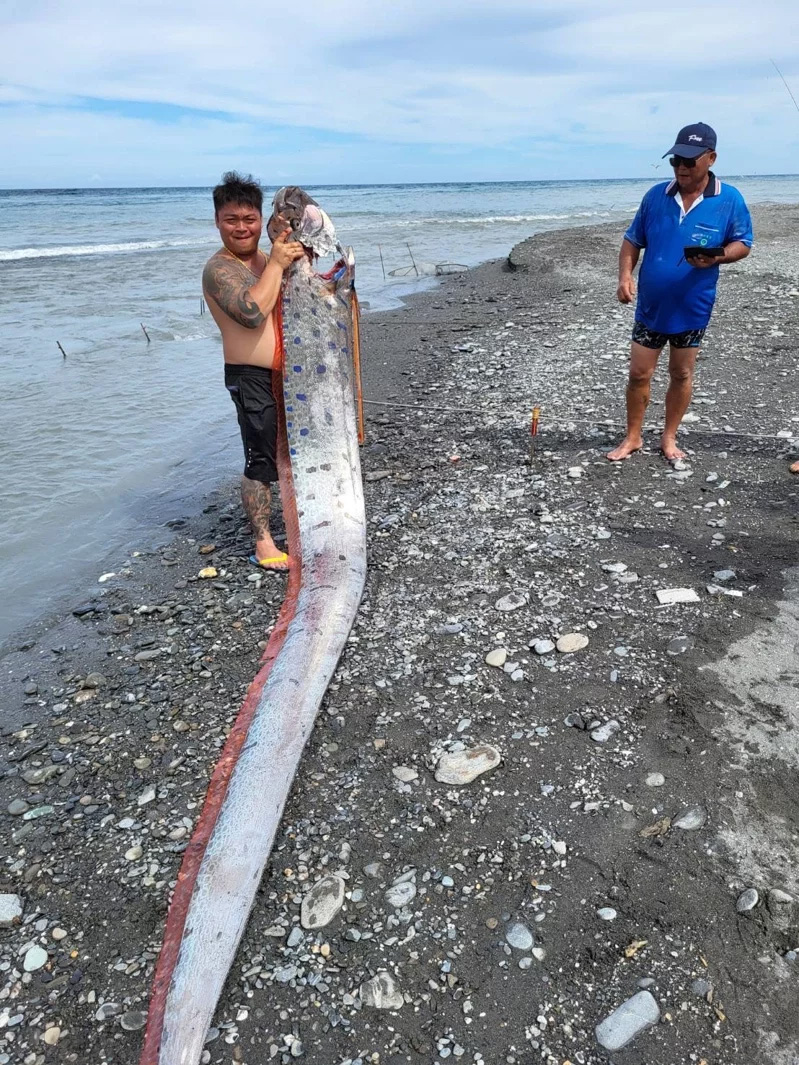 釣客展示捕獲的巨型地震魚。（網上圖片）