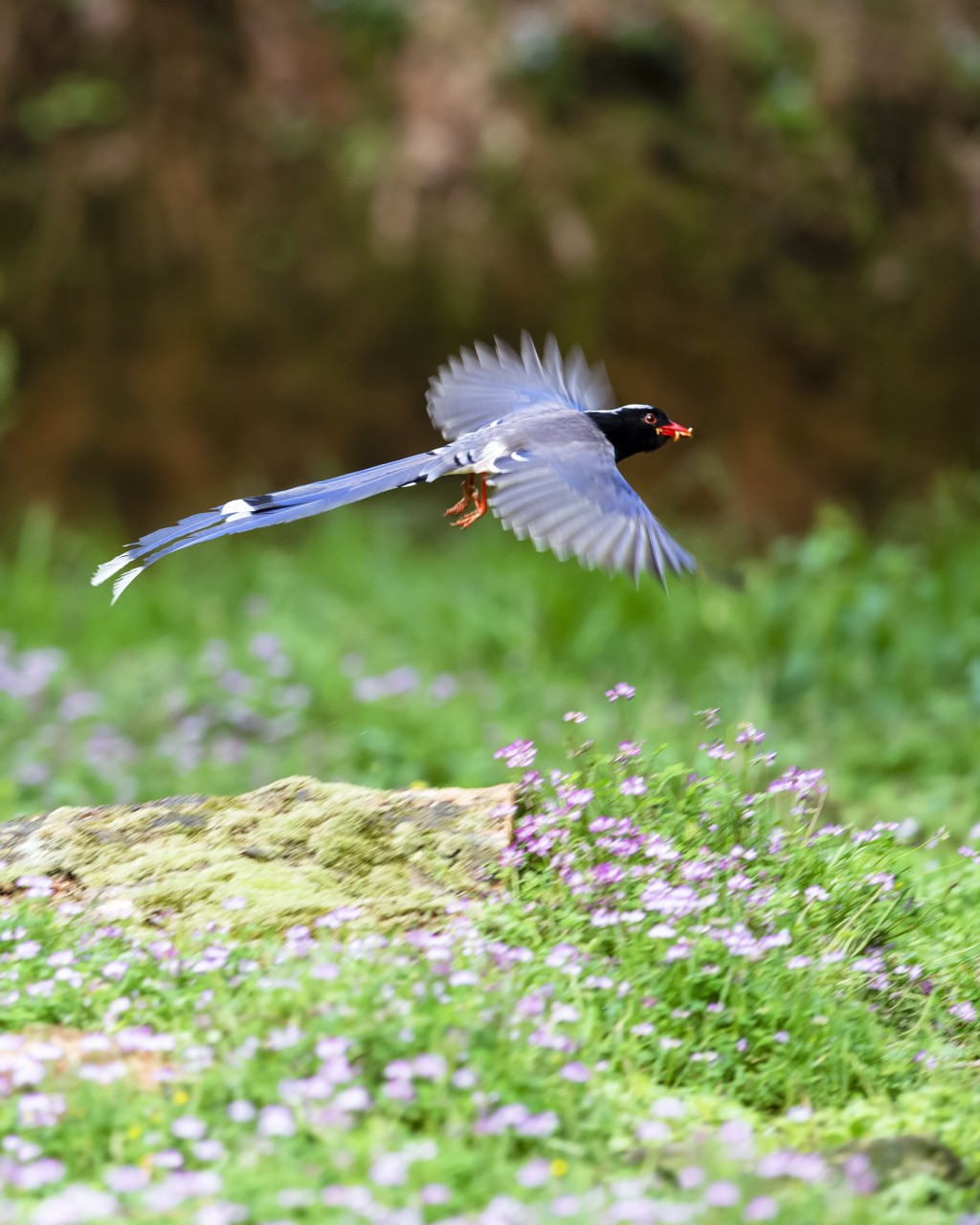 每年4月至7月，是紅嘴藍鵲繁殖和育雛期。（資料圖片）
