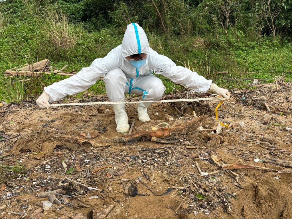 第35宗鯨豚擱淺個案發生於清水灣相思灣。香港海洋公園保育基金提供