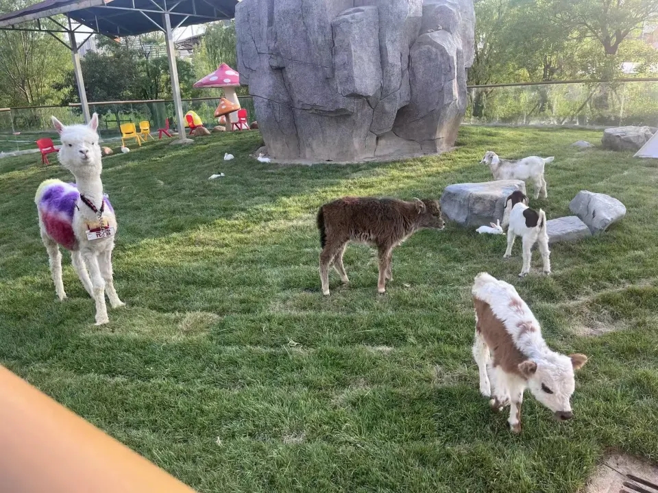 山東濟南動物園內有羊駝及其他寵物。