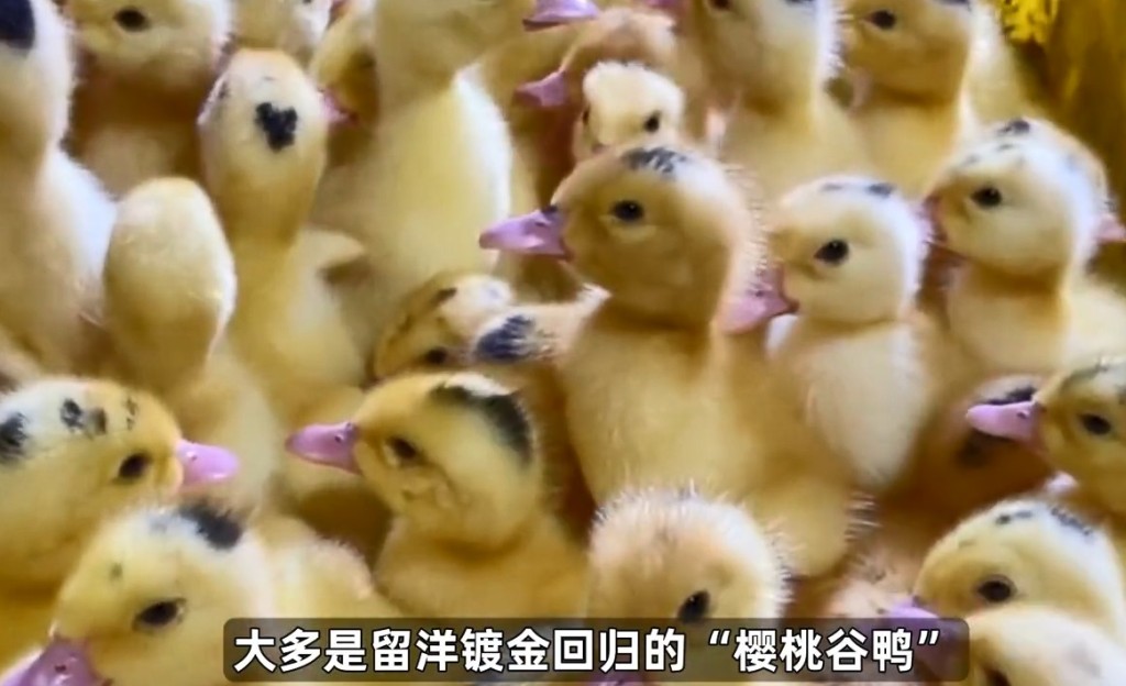 而是由北京鴨與外國品種鴨子混交而來的「櫻桃谷鴨」（抖音@中國食品報融媒體）