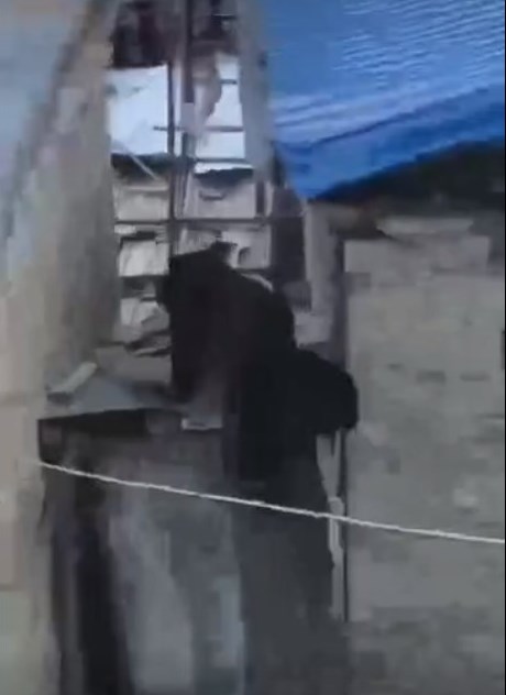 黑熊开始爬墙。网上截图