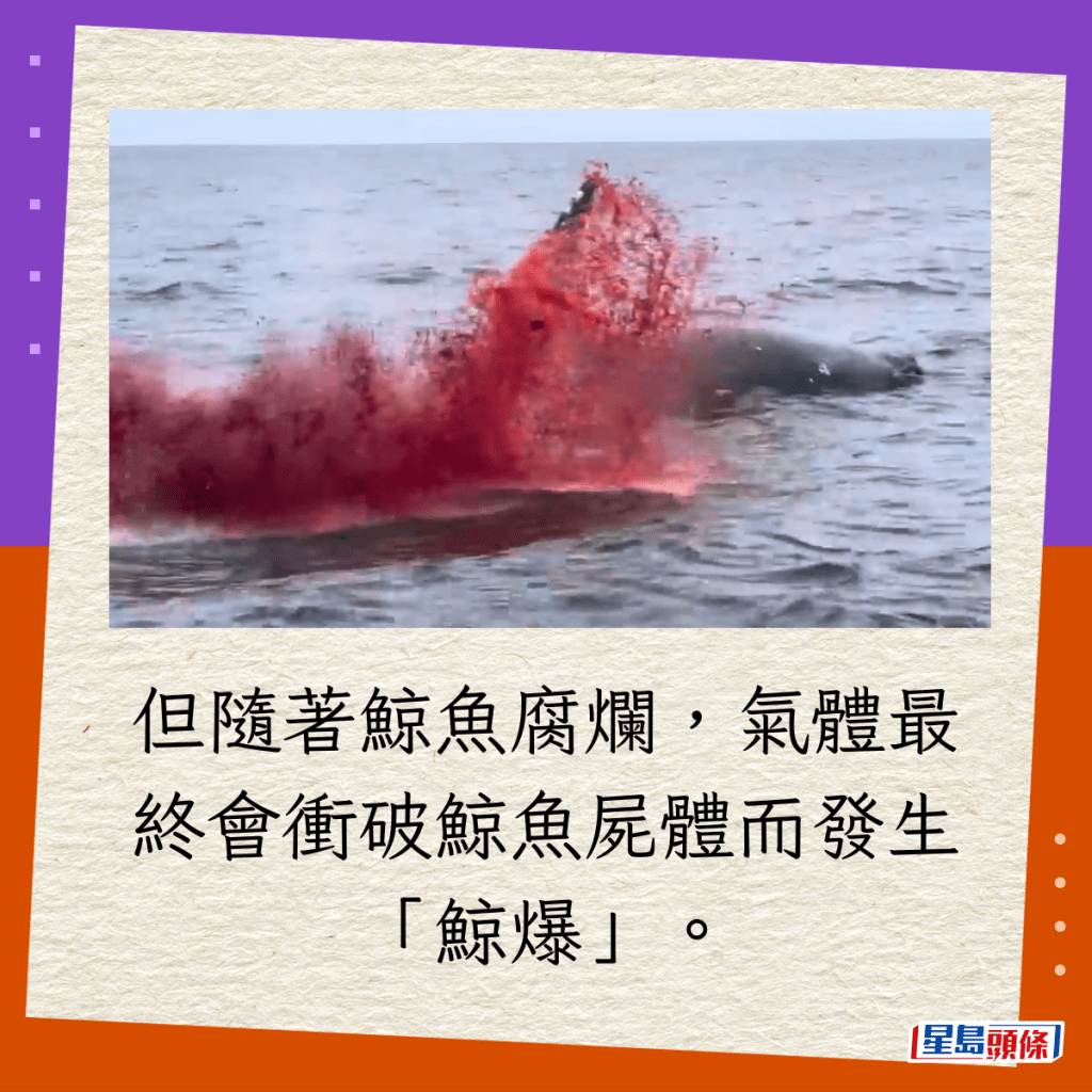 但隨著鯨魚腐爛，氣體最終會衝破鯨魚屍體而發生「鯨爆」。
