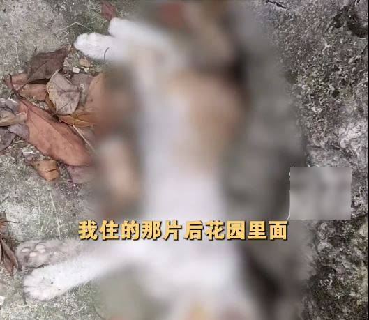 重慶有男子疑用弓弩射殺鄰居2隻幼貓。紅星新聞