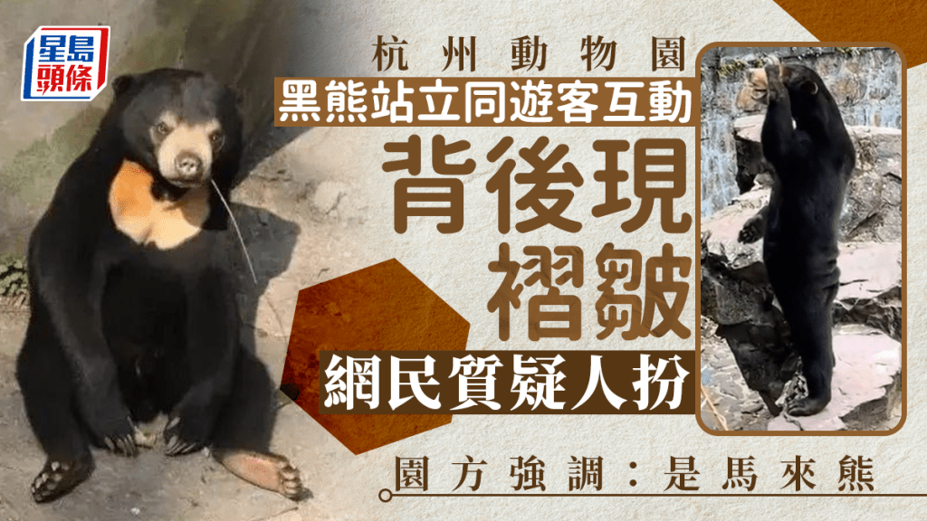 黑熊站起來時屁股上的褶皺。