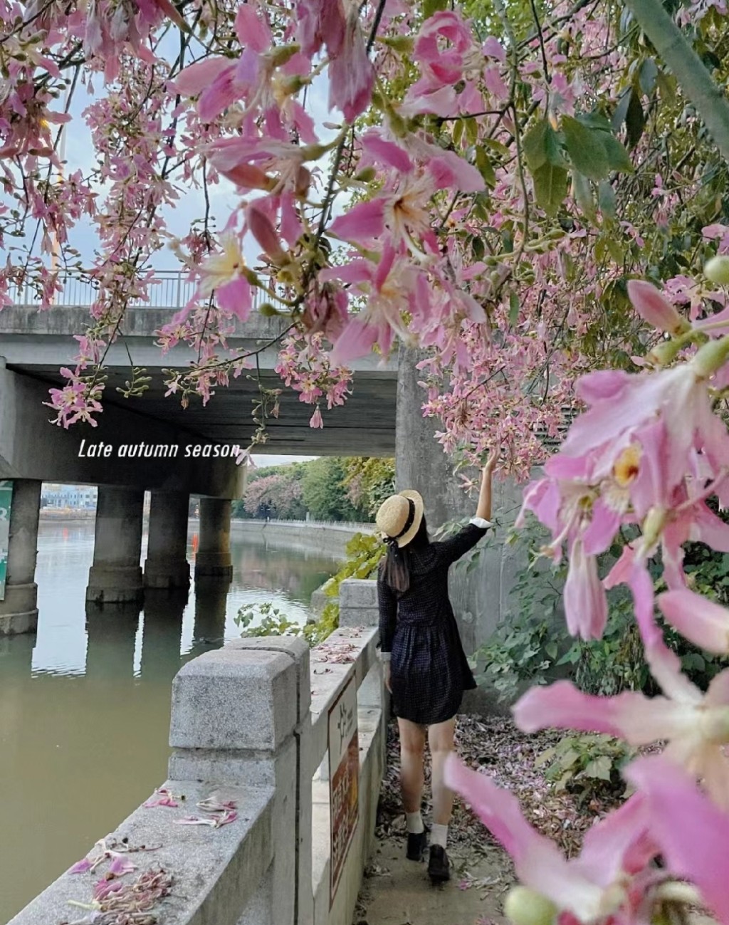 广州上步河畔异木棉正盛开。(图片来源：小红书@黄小檬)