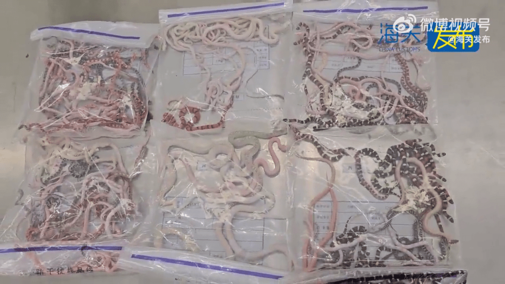 海關關員截查獲的活體蛇共有6袋。 海關發布