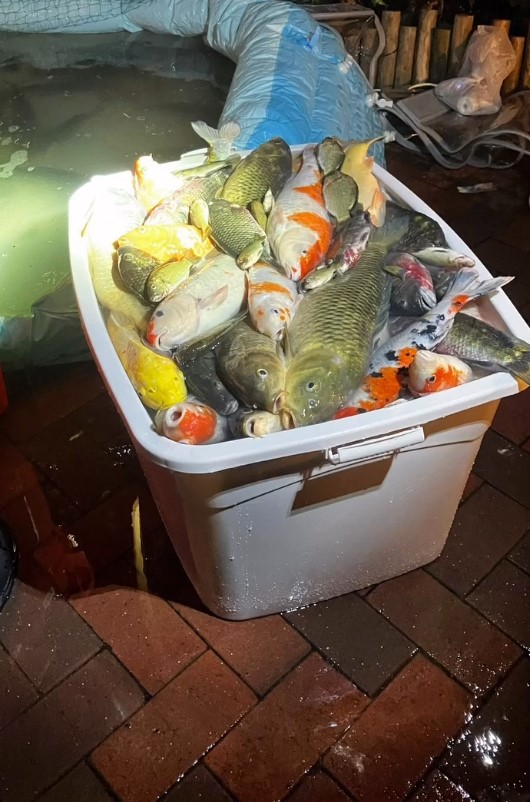 魚缸懷疑供氧泵出現問題，大批魚缺氧死亡。香港救援鳩鴿及雀鳥圖片