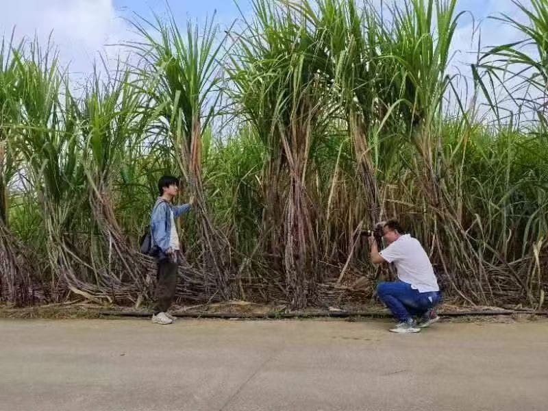 民众争相到习近平驻足观看过的几棵竹蔗前拍照「打卡」。（微博）
