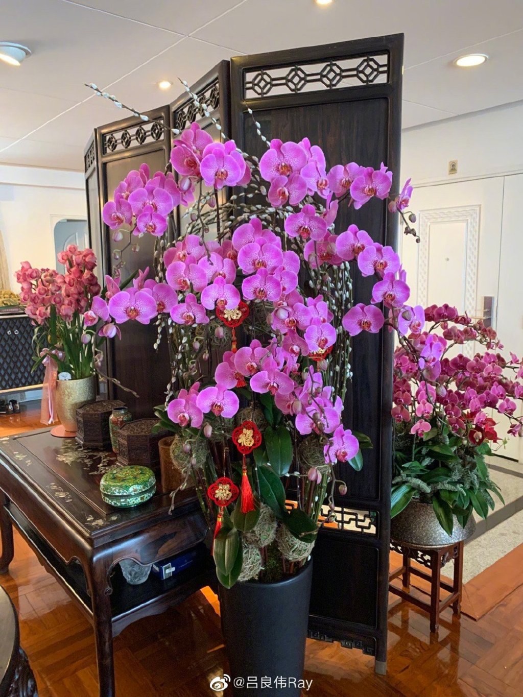 楊小娟在家中擺放了不少花及盆栽。