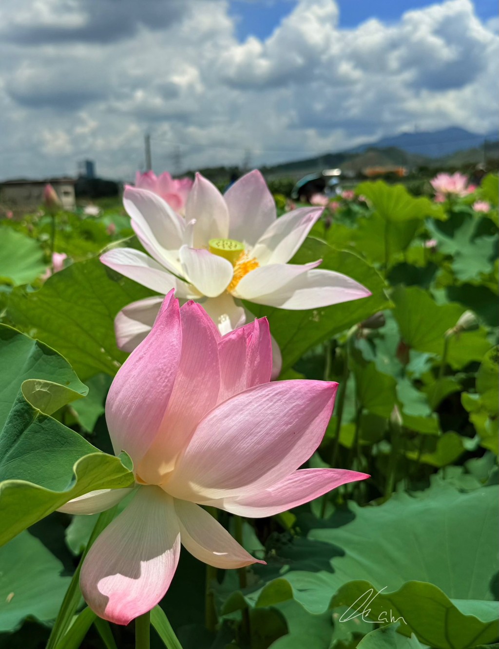塱原自然生態公園荷花。圖片授權Winnie Lam 塱原自然生態公園荷花。圖片授權Winnie Lam