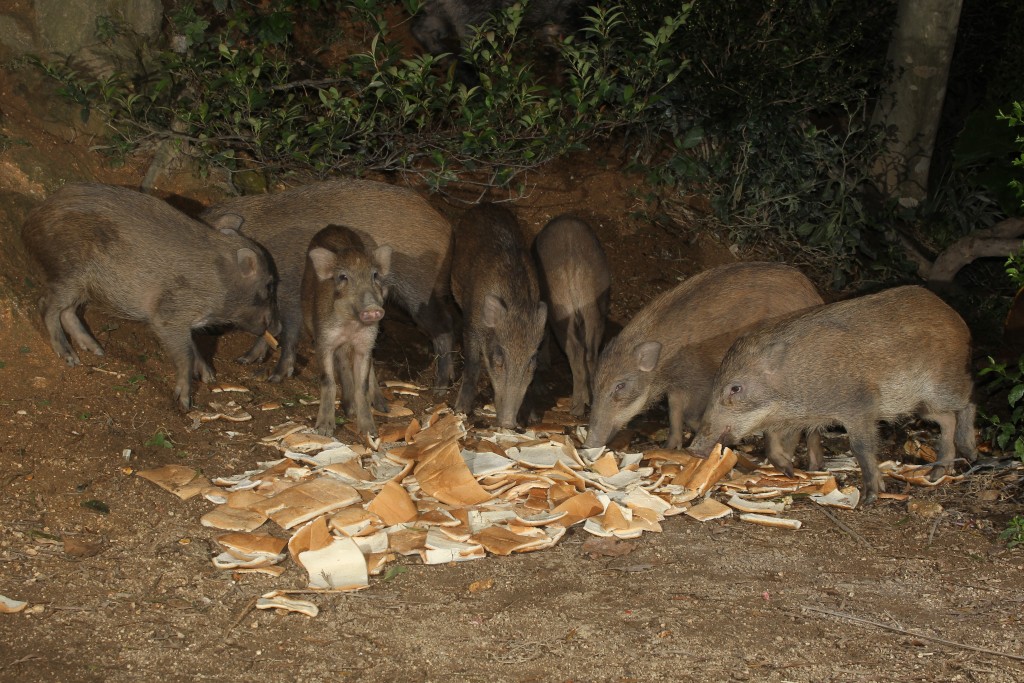 野豬懂得自行在野外覓食，無需人為餵飼，而且人為餵飼可能增加牠們的攻擊性。(漁護署提供圖片)