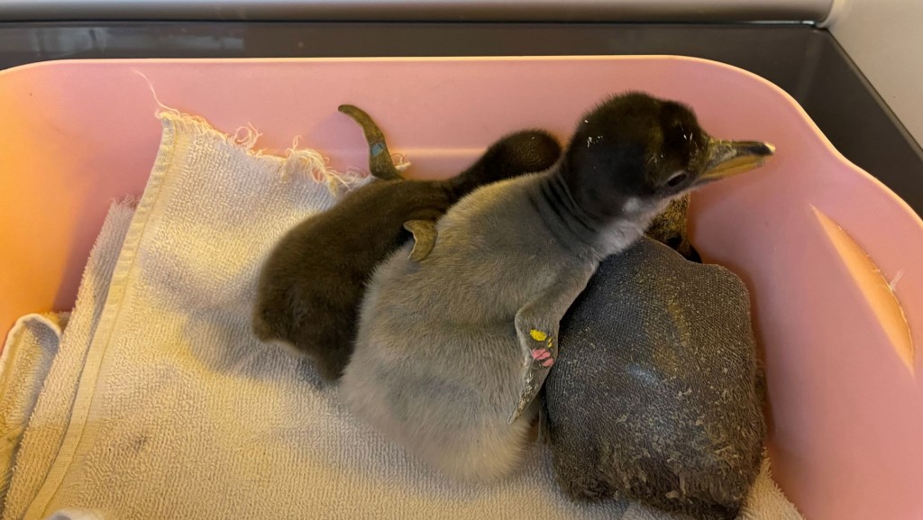 25隻初生企鵝寶寶趕及於虎年前誕生。海洋公園圖片