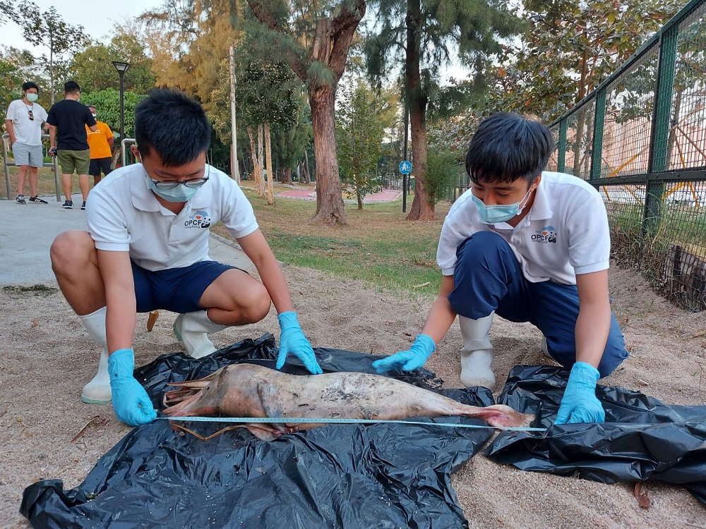 近年初生白海豚夭折率高,海洋公園「海洋生物擱淺行動組」多次發現初生白海豚屍體。受訪者提供