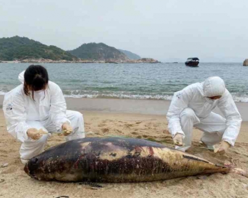 該江豚屬成年雄性屍身已嚴重腐爛。香港海洋公園保育基金