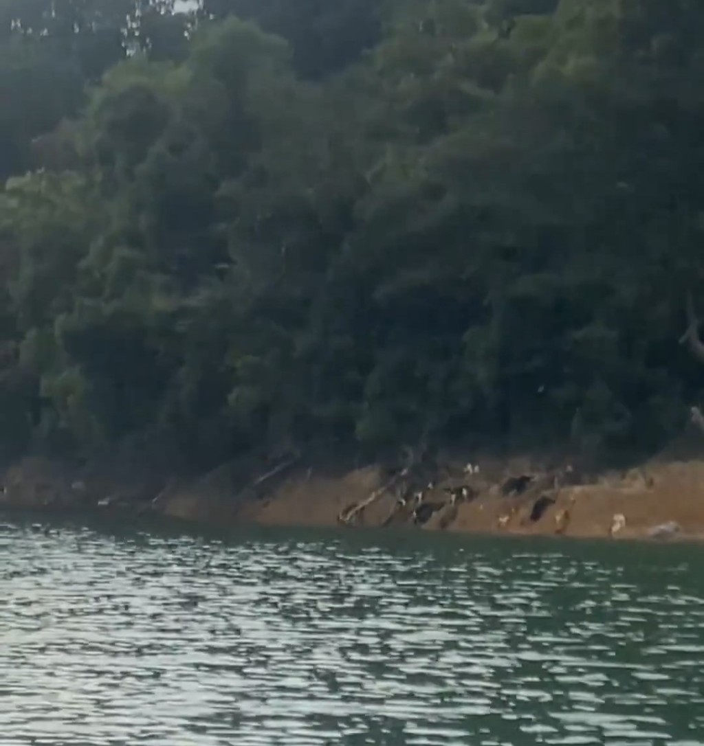 有貓隻跳落水。微博@韓路