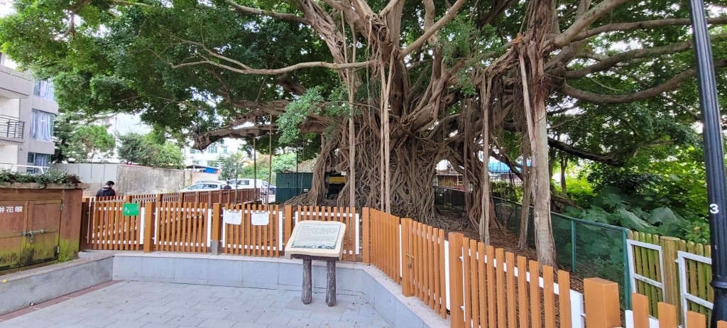 「树屋」是锦田著名景点。图片授权：网民Helen Li