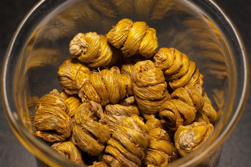 鐵皮石斛 (浸大提供) 鐵皮石斛 (浸大提供)