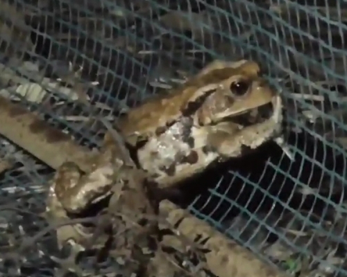 近日，北海道遭一群「毒青」的入侵，數量高達100萬隻。（網圖）