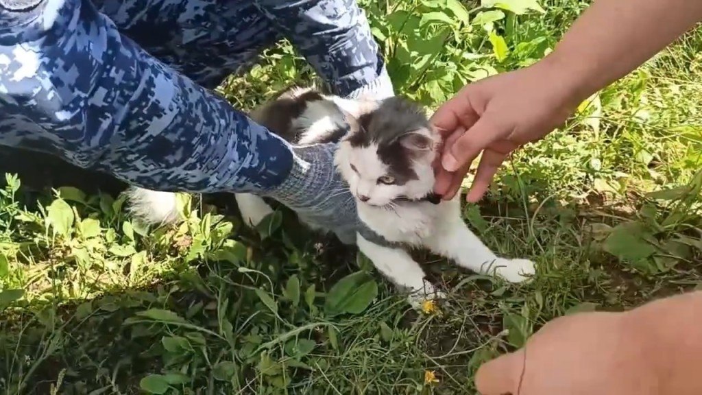 貓咪頸圈證實藏有毒品。圖:俄羅斯聯邦監獄管理局 貓咪頸圈證實藏有毒品。圖:俄羅斯聯邦監獄管理局