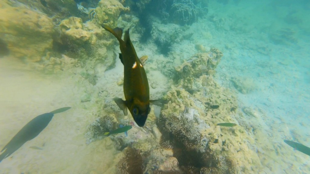 馬穆迪島是亞庇市遊客最多的島嶼之一，深受潛水愛好者歡迎。小紅書