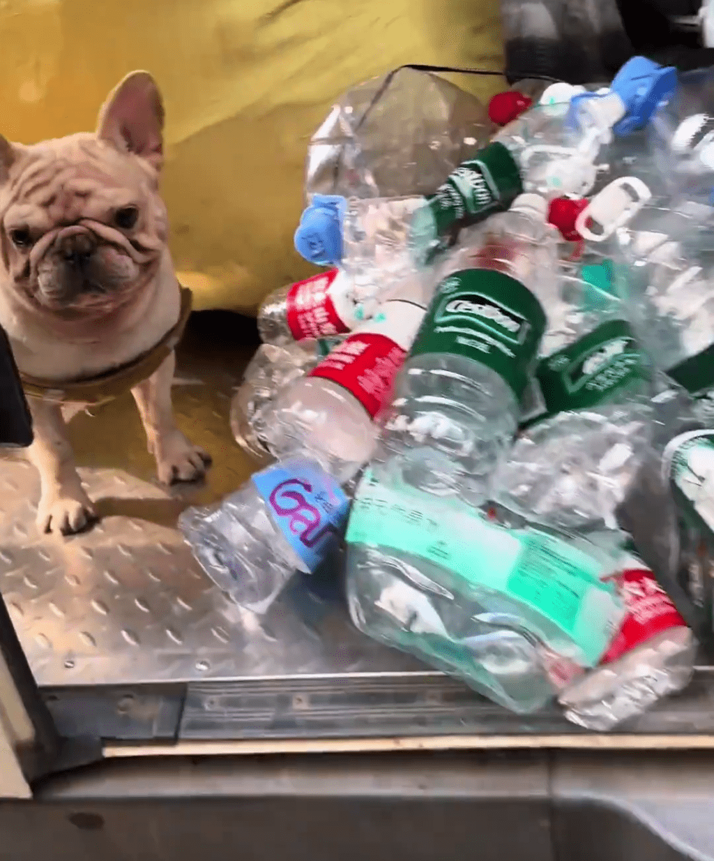 廣州寵物犬每日穿梭各處,熟練地收集空膠樽。 廣州寵物犬每日穿梭各處,熟練地收集空膠樽。