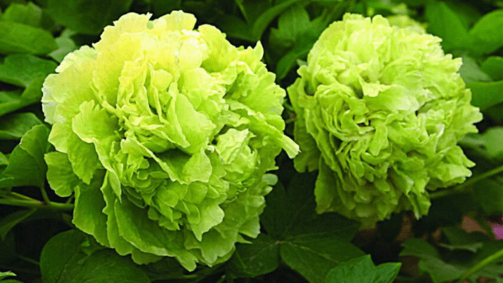 綠牡丹素有「花中之王」的美譽。網圖