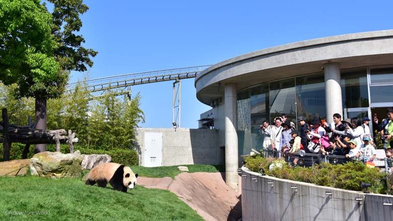 「冒險大世界」的熊貓館。 Adventure World 「冒險大世界」的熊貓館。 Adventure World