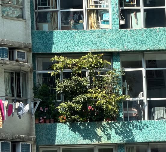 從相片可見 ,該單位客廳窗外的石屎花槽栽種了一棵枝葉茂密的植物,高度幾近遮擋整扇窗戶。 從相片可見 ,該單位客廳窗外的石屎花槽栽種了一棵枝葉茂密的植物,高度幾近遮擋整扇窗戶。