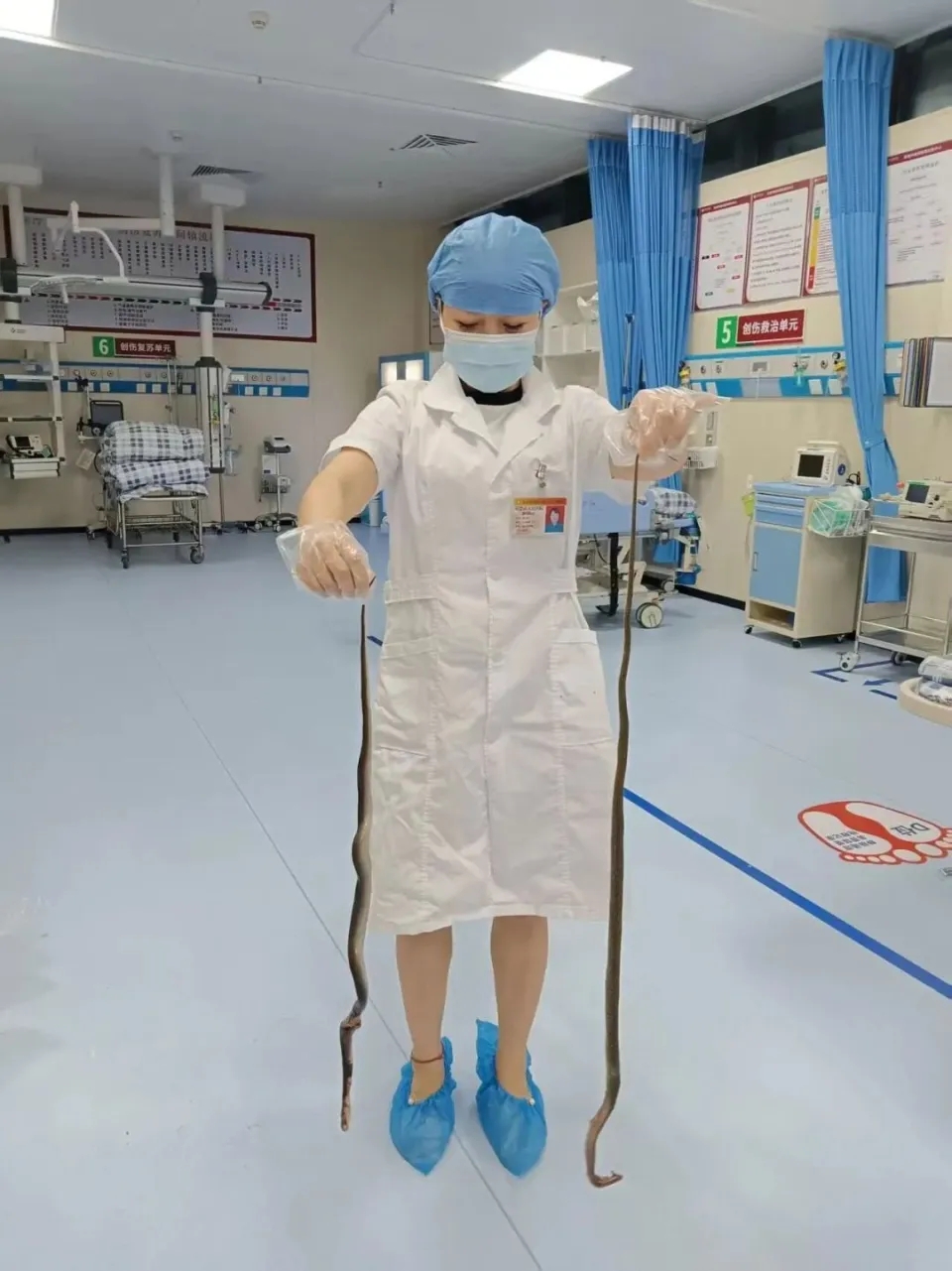 醫護將兩條死蛇抓著拍照。 醫護將兩條死蛇抓著拍照。