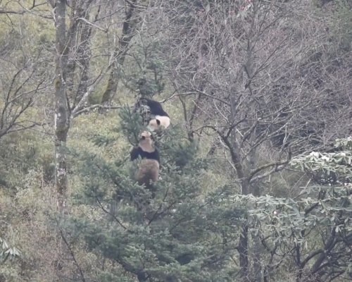 四川野生大熊貓為求偶樹上激戰3小時。（中國新聞社影片截圖）