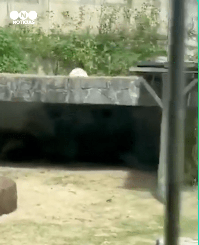 馬查多被母獅撲咬，從樹下掉下後，一度試圖掙扎脫離虎口。X@telefenoticias