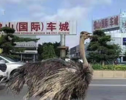 廣東佛山大道驚現巨大鴕鳥。