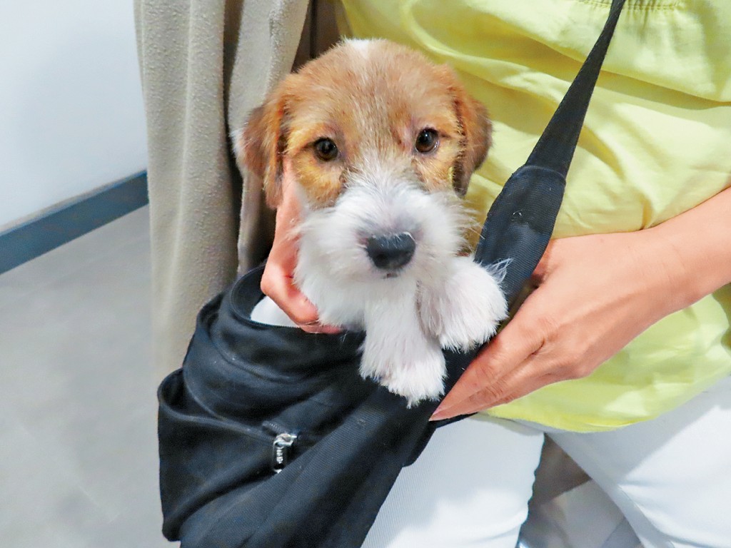 行動中檢獲非法進口犬隻。