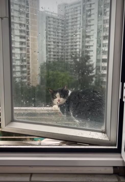 黑白色家貓身處窗外晾衫架上。fb天下貓貓一樣貓群組影片截圖