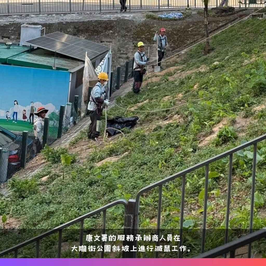 康文署安排人員在葵涌大隴街公園斜坡上進行滅鼠工作。 康文署安排人員在葵涌大隴街公園斜坡上進行滅鼠工作。