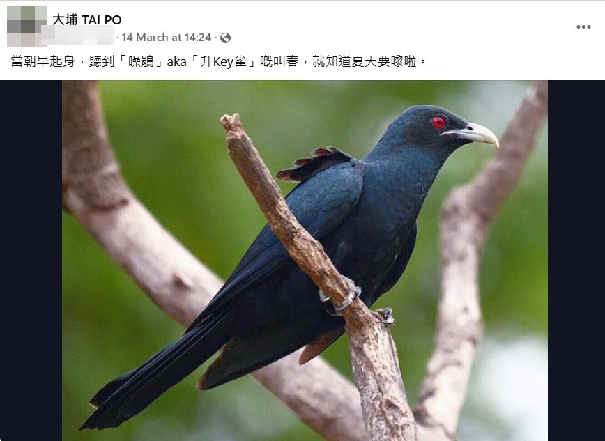 樓主上載「噪鵑」相片。fb「大埔 TAI PO」截圖