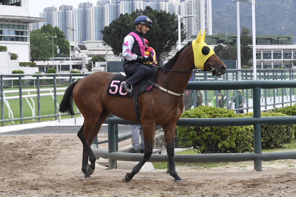 「非惟僥倖」今次出戰贏馬路程，負一百三十磅不算太重，有力爭勝。